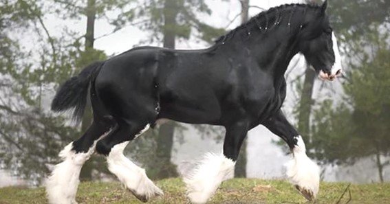 what horse is bigger than a clydesdale